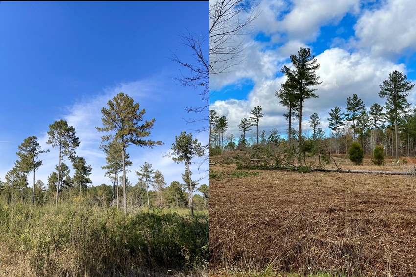 Brush Cutting in Marietta, GA