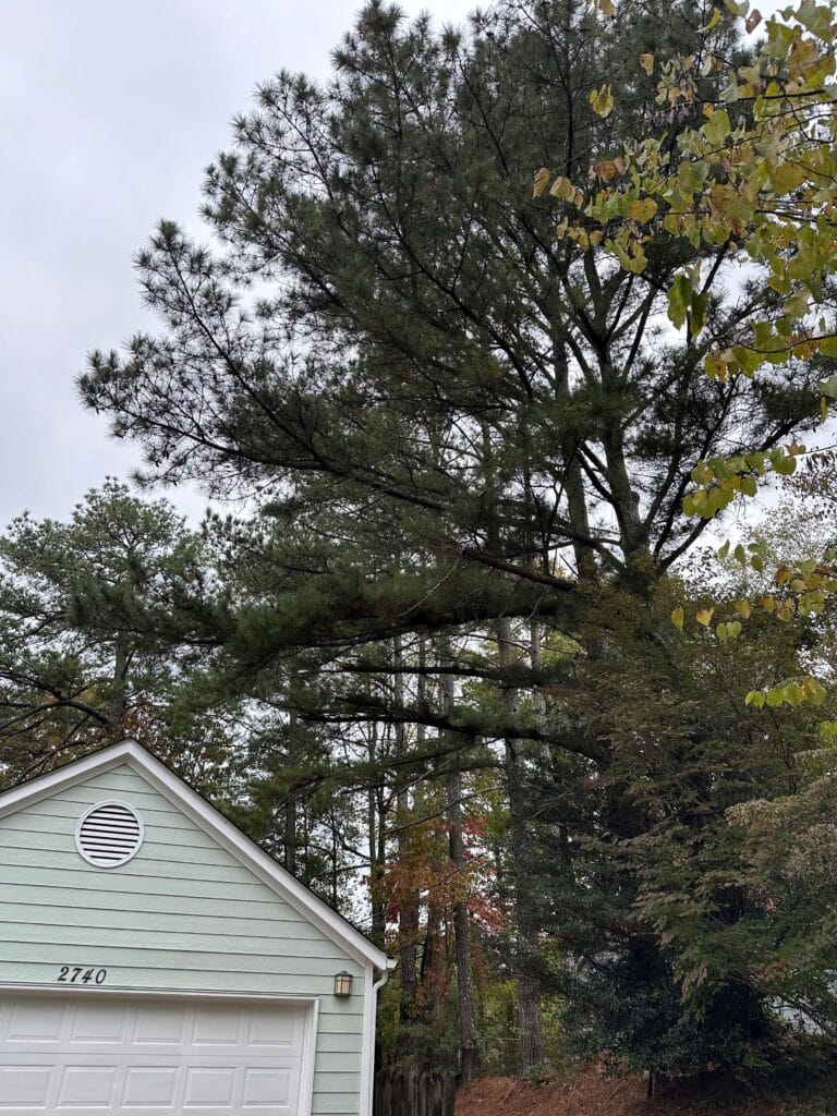 Tall pines leaning over a garage before a tree removal service visit