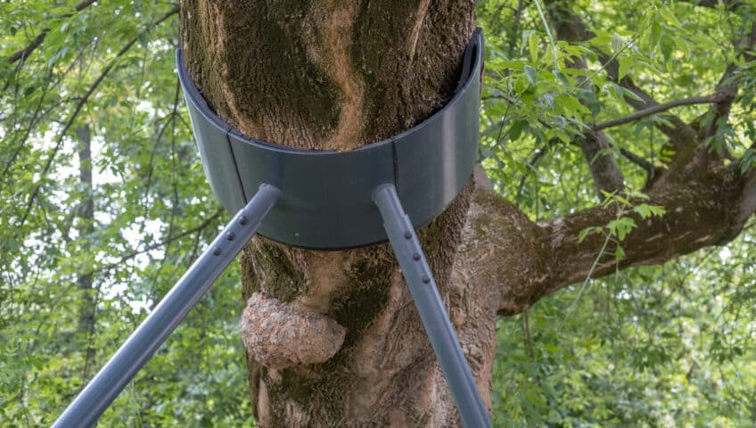 Tree cabling and bracing: a steel support cradle and brace rods on a mature white oak trunk